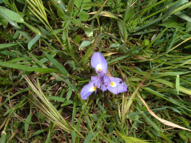 Moraea sisyrinchium (= Gynandriris sisyrinchium )
